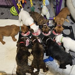 Boxer Puppies from WildRiver Boxers