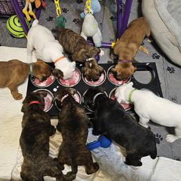 Boxer Puppies from WildRiver Boxers