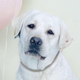 Cherry - Labrador Retriever