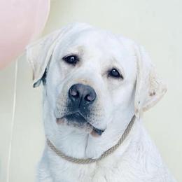 Cherry - Labrador Retriever