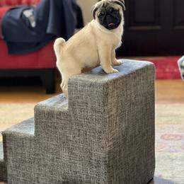 Golden Retriever and Pug Puppies from Copperfield’s Goldens