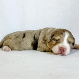 Latte - Red merle female Aussiedoodle puppy in Sharpsburg, Georgia from Steindoodles