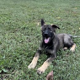 Bright Green Collar Sable Male - Sable male German Shepherd puppy in Kingsport, Tennessee from Royal Port K-9