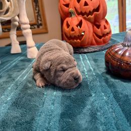 Voodoo - Blue male Chinese Shar-Pei puppy in Auburn, Kansas from Justin's Chinese Shar-Pei