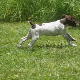 German Shorthaired Pointer Puppies from Tr7 Piney  Creek