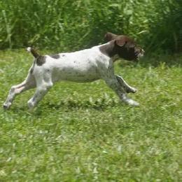 German Shorthaired Pointer Puppies from Tr7 Piney  Creek