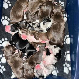 Miniature Australian Shepherd puppies from SBA Aussies