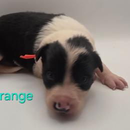 Orange - Black and white female Border Collie puppy in Itasca, Texas from KMA Ranch