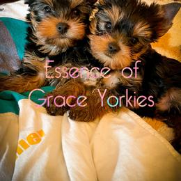 Yorkshire Terrier Puppies from Essence of Grace Yorkies