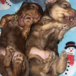 Dachshund Puppies from Aaron Crowe
