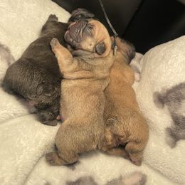 Girl 2 - Fawn female French Bulldog puppy in Shelbyville, Kentucky from Hidden Hickories Farm