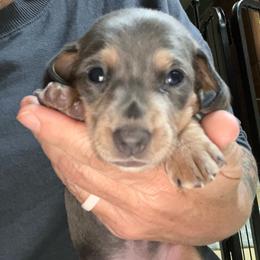 Izzy - Fawn (isabella) and tan female Dachshund puppy in Snowflake, Arizona from Frosty Doxies
