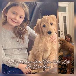 Goldendoodle Puppies from Lu Doodles