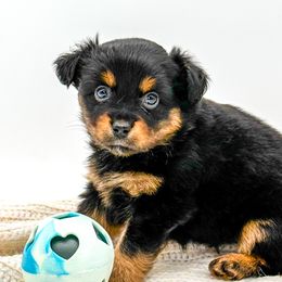 Australian Shepherds, Miniature Australian Shepherds, and Toy Australian Shepherds from Rigas Mini Aussies LLC