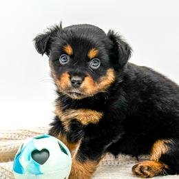 Australian Shepherds, Miniature Australian Shepherds, and Toy Australian Shepherds from Rigas Mini Aussies LLC