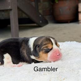 Gambler - Black tan and white male Beagle puppy in Mansfield, Missouri from Rippee Creek Kennel