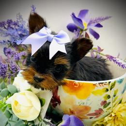 Remi Faith Hollenbeck-Knapp - Black and tan female Yorkshire Terrier puppy in Hastings, Nebraska from Promise Land Pets