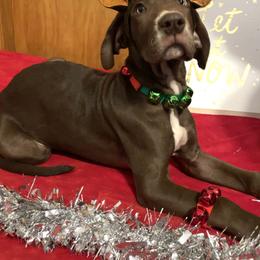 Great Dane Puppies from Guilty Pleasure Great Danes