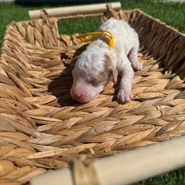 Holly - Parti female Goldendoodle puppy in Phoenix, Arizona from Amore Doodles & Poodles