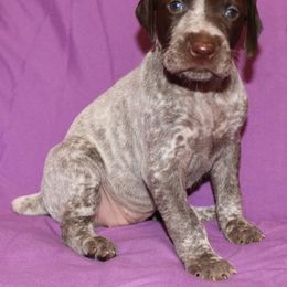 German Shorthaired Pointer Puppies from GLC Pointers