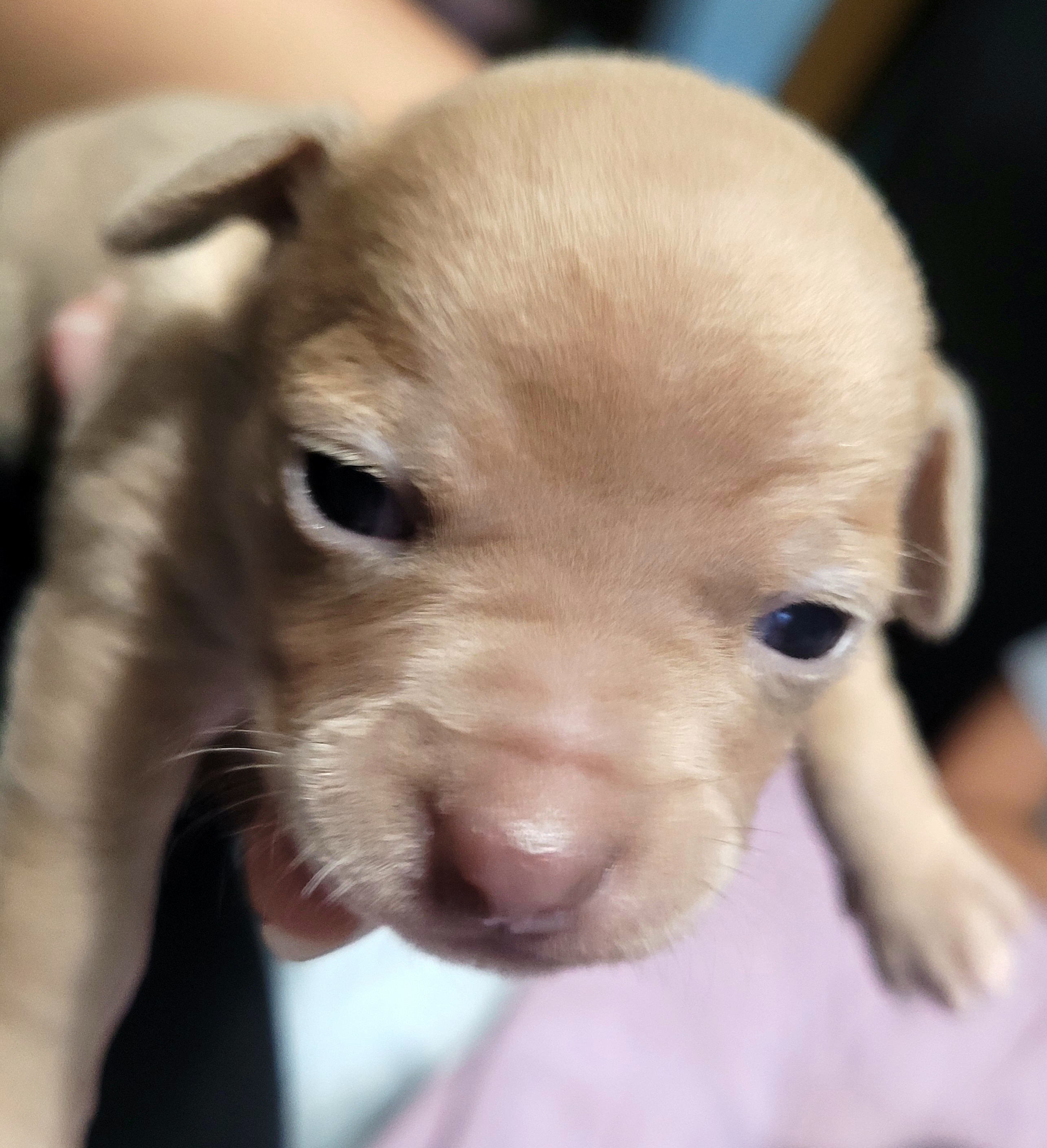 Akita and Chihuahua Puppies from Robinson Rare Chihuahuas & Robinson AKC Akita's