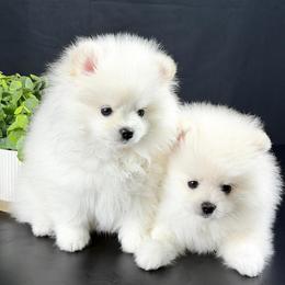 Alisa - Cream female Pomeranian puppy in Pavilion, New York from Calverton Pomeranians