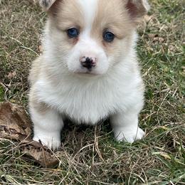 Todd - Red merle and white male American Corgi puppy in Mount Carmel, Tennessee from Hidden View Farm