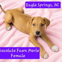 Chocolate Fawn Merle - Chocolate brindle female Great Dane puppy in Biscoe, North Carolina from Clouser's Bodacious Danes & Miniature Schnauzers