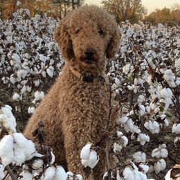 Poodles from Southern Pride Standard Poodles and Doodles