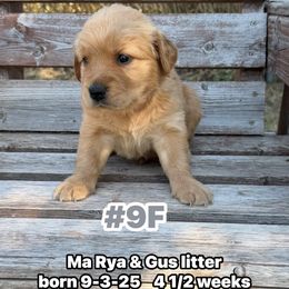 Number 9 Female Ma Rya and Gus - Golden female Golden Retriever puppy in Piedmont, Oklahoma from Sabrina's Golden Retrievers