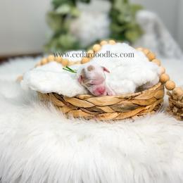 Green male - Red  male Goldendoodle puppy in Cedar City, Utah from Cedar Doodles- Home of the Teddybear Goldendoodle