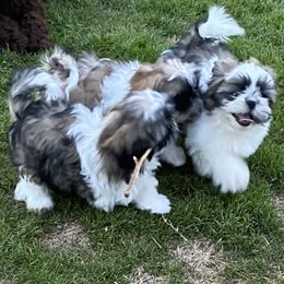 Shih Tzu Puppies from Willow Lane Shih Tzus