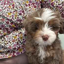 Hunny Bunny - Red merle female Aussiedoodle puppy in Charlestown, Indiana from Forever Aussies and A Doodle