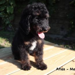 Atlas - Phantom male Goldendoodle puppy in Palmetto Bay, Florida from SOMIDOODLES