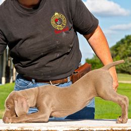 Weimaraner Puppies from Brooksburg Weimaraners