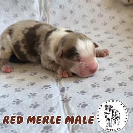 Kalen - Red merle male Miniature Australian Shepherd puppy in Jaroso, Colorado from Heaven Sent Aussies