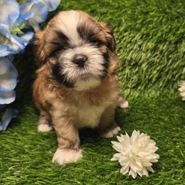 Maddie (Sundae) - Liver and white female Shih Tzu puppy in Brighton, Missouri from Morningstar's Shih Tzu
