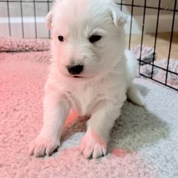 Berger Blanc Suisse Puppies from Moonlight Berger Blanc Suisses