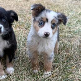 Girl 1 - Blue merle female Miniature Australian Shepherd puppy in Ellsworth, Kansas from Flying H Mini Aussies