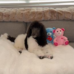 Rocky - Parti male Poodle puppy in Roseville, California from Aura & Luxe Poodles