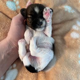 Cookie - Black and white male Shihpoo puppy in Denver, Colorado from Angel babies