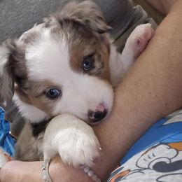 Miniature Australian Shepherd Puppies from Carter's Cuties