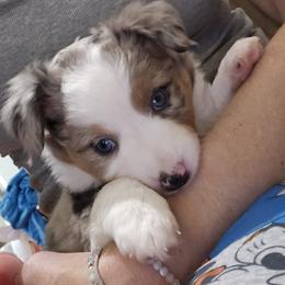 Miniature Australian Shepherd Puppies from Carter's Cuties