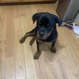 Ace - Black and rust male Rottweiler puppy in Detroit, Michigan from Rottweiler Land