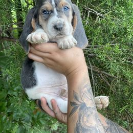 Basset Hound Puppies from Central Kentucky Basset Hounds
