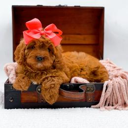 Rosemary - Red female Cavapoo puppy in North Carolina from NC Doodle Puppies
