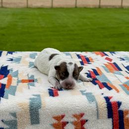 Green - Red speckled male Australian Cattle Dog puppy in Spokane, Washington from 4D Cattle Dogs