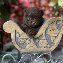 French Bulldog, Goldendoodle, Pomeranian, and Yorkshire Terrier Puppies from Dbos Furry Friends