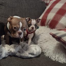 Boston Terrier and French Bulldog Puppies from Reds Studio