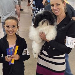 CH Heavenlys Grand Finale Nova - Havanese